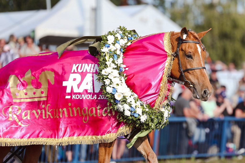 A race horse after a win.