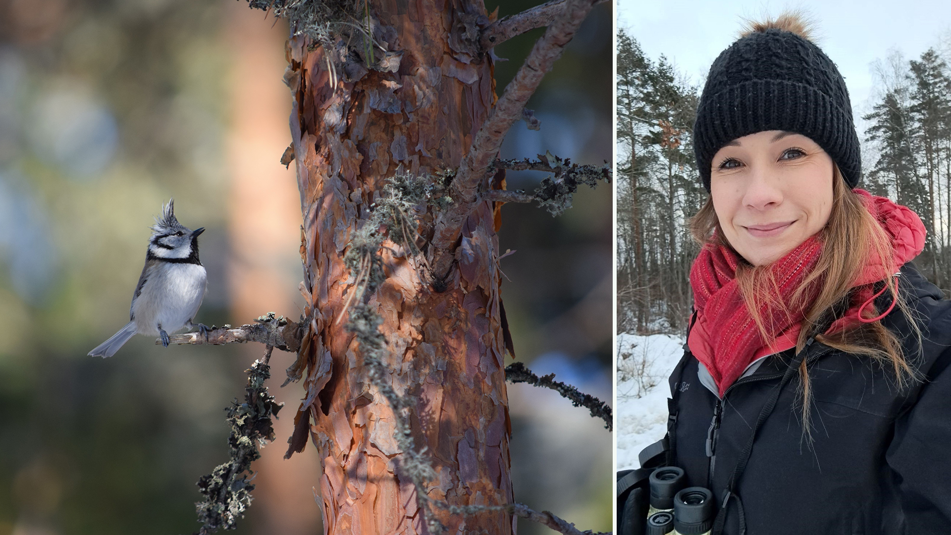 pohjoisen-luontokuvaajien-yhdistys-viett-30-vuotisjuhlia